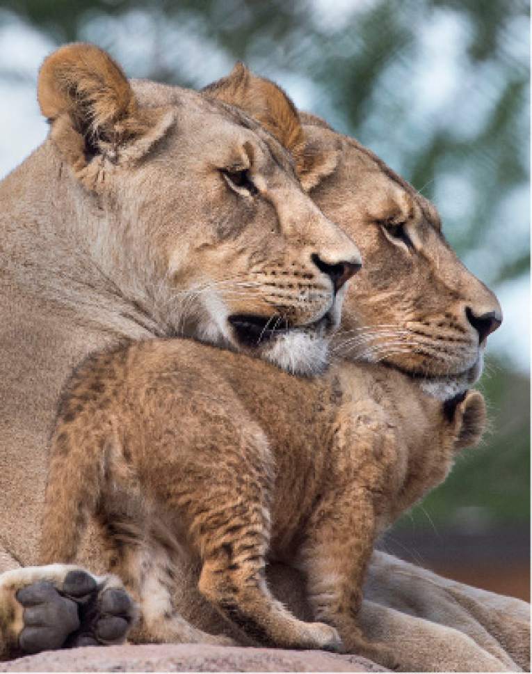 Steve Griffin / The Salt Lake Tribune

One of three lion cubs born at Utah's Hogle Zoo in February hangs out with mother Nabu and aunt Seyla as they are introduced to the public for the first time Monday May 16, 2016. Born at roughly two pounds each, the cubs now tip the scales at 20-26 pounds each! (Brutus - 26; Titus - 24 and Calliope - 20.)  The cubs bonded great with mom, Nabu, who has been a perfect first-time mother: attentive, protective and loving.  The cubs live with the rest of the pride - father Baron, 'auntie' Seyla and 'uncle' Vulcan at Lions' Hill.