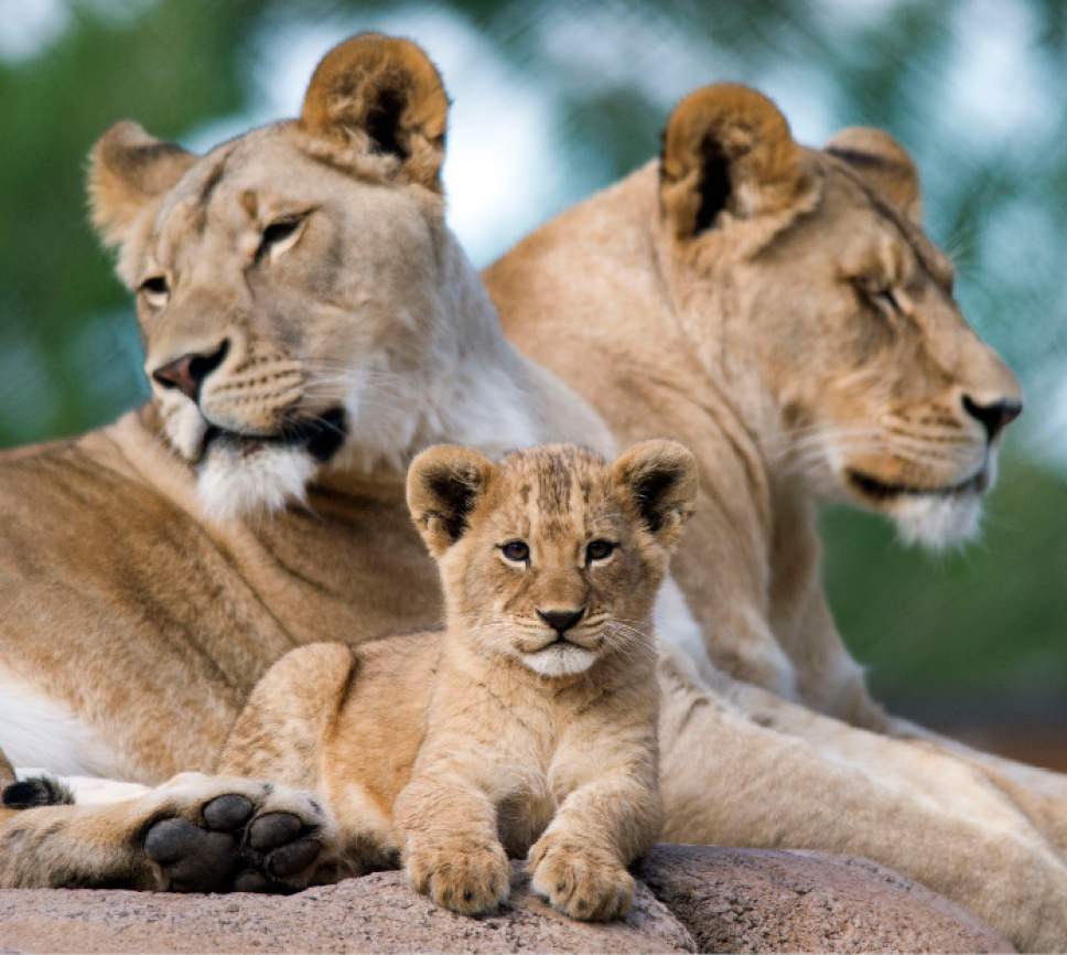 Steve Griffin / The Salt Lake Tribune

One of three lion cubs born at Utah's Hogle Zoo in February hangs out with mother Nabu and aunt Seyla as they are introduced to the public for the first time Monday May 16, 2016. Born at roughly two pounds each, the cubs now tip the scales at 20-26 pounds each! (Brutus - 26; Titus - 24 and Calliope - 20.)  The cubs bonded great with mom, Nabu, who has been a perfect first-time mother: attentive, protective and loving.  The cubs live with the rest of the pride - father Baron, 'auntie' Seyla and 'uncle' Vulcan at Lions' Hill.