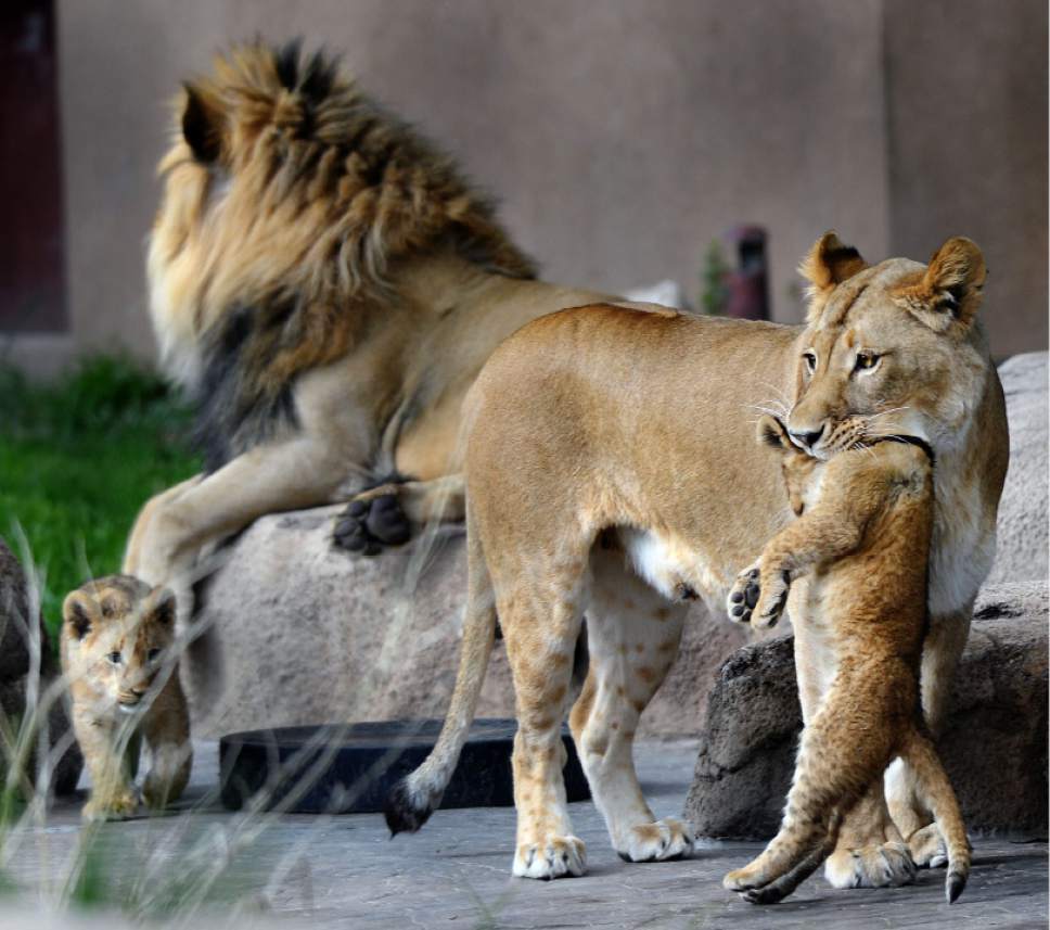 Steve Griffin / The Salt Lake Tribune

One of three lion cubs born at Utah's Hogle Zoo in February gets picked up gently by mother Nabu as moves they cub away from the maile lions they are introduced to the public for the first time Monday May 16, 2016. Born at roughly two pounds each, the cubs now tip the scales at 20-26 pounds each! (Brutus - 26; Titus - 24 and Calliope - 20.)  The cubs bonded great with mom, Nabu, who has been a perfect first-time mother: attentive, protective and loving.  The cubs live with the rest of the pride - father Baron, 'auntie' Seyla and 'uncle' Vulcan at Lions' Hill.