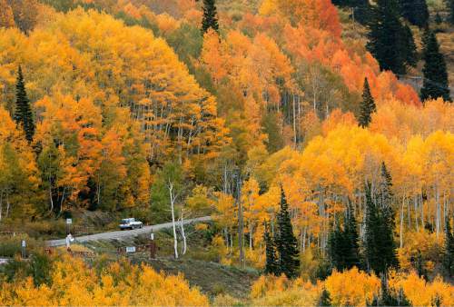 Steve Griffin | The Salt Lake Tribune


Trees glow with color as rain falls in Albion Basin near Alta, Utah Monday September 24, 2012.