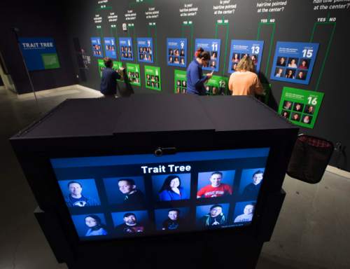 Steve Griffin / The Salt Lake Tribune

The Natural History Museum of Utah will open "Genome: Unlocking Life's Code," a new exhibit that explores how scientists (including many from University of Utah Health Sciences) have unlocked the mysteries of the human genome for the benefit of humankind. This part of the exhibit places visitors on the trait tree based on questions you answer at the museum in Salt Lake City Thursday May 19, 2016.