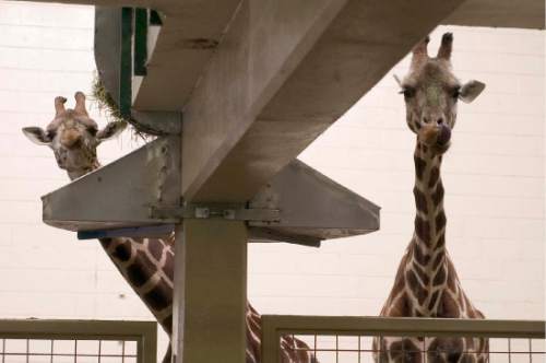 Trent Nelson |  Tribune file photo
This 2004 photo shows Daphne (right) with her then calf, Batwana (left), two Baringo Giraffes at the Hogle Zoo. Daphne, who live to the ripe old age of 31, died at the zoo from old age.
