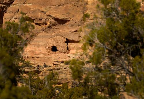 Leah Hogsten  |  The Salt Lake Tribune

Pueblo III-period cliff dwellings created by the Anasazi or Ancestral Puebloan peoples between 1150 and 1300 A.D. in Recapture Canyon near Blanding, Thursday, April 24, 2014.  The BLM closed Recapture Canyon to motorized use in 2007 after illegal ATV trail builders caused more than $300,000 in damage to remnants of pit houses and underground storage containers while widening the trail in 2005.