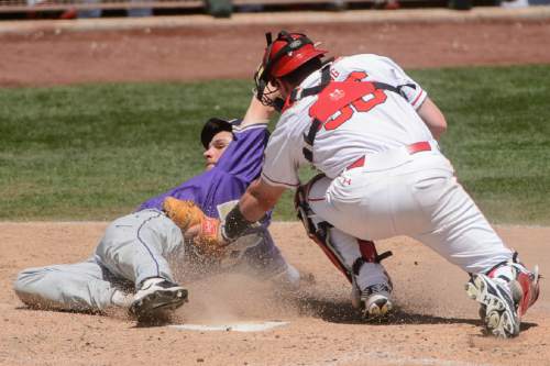 Trent Nelson  |  The Salt Lake Tribune
Utah catcher AJ Young (36) tags Washington infielder Levi Jordan (26) out in the fifth inning as the University Utah plays Washington, NCAA baseball, in a series for the Pac-12 title at Smith's Ballpark in Salt Lake City, Saturday May 28, 2016.