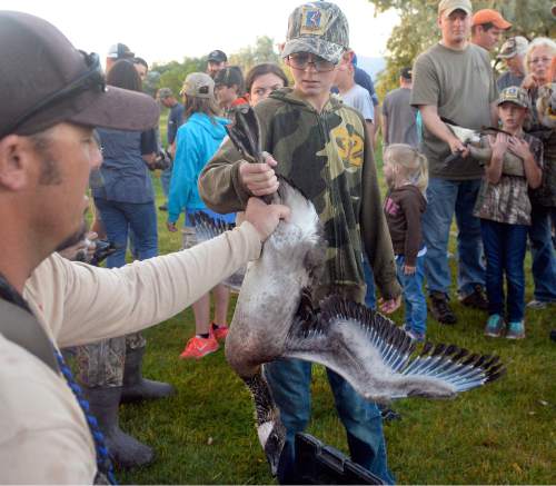 Al Hartmann  |  The Salt Lake Tribune
Volunteer Hunter Cornia, 11, hands over a captured Canada goose to a state wildlife expert who will determine the bird's sex and have it weighed and banded at Murray Parkway Golf Course early on June 8.  State wildlife workers and volunteers this week are banding "urban geese" and relocating them to other parts of the state more suited to geese habitat. Younger geese will be taken to places where they can learn migration patterns and behavior from older, wild geese. Adult geese will go to Clear Lake (near Delta) and other locations in southern Utah.