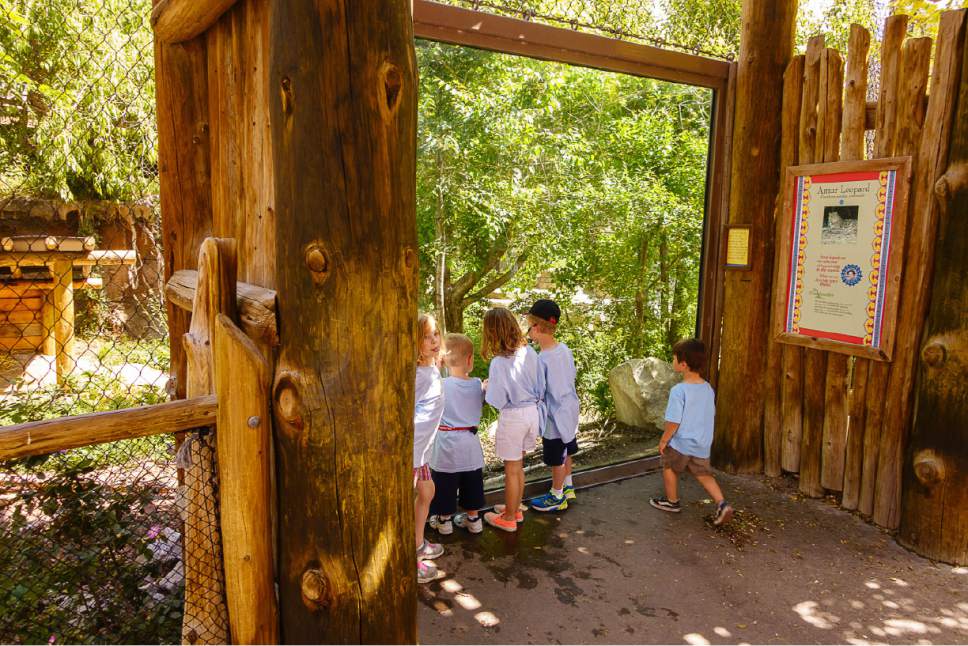 Trent Nelson  |  The Salt Lake Tribune
Children at the leopard enclosure at Hogle Zoo in Salt Lake City, Tuesday June 7, 2016, after an endangered leopard escaped the enclosure. No injuries were reported and the beast was soon cornered by staff and sedated.