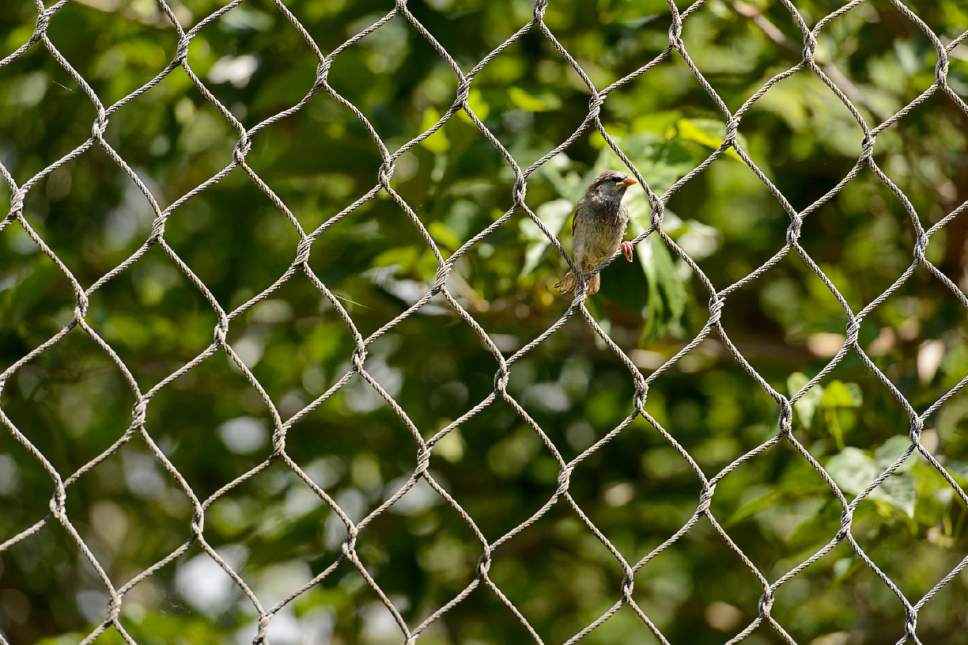 Trent Nelson  |  The Salt Lake Tribune
A bird sits in the fencing of the leopard enclosure at Hogle Zoo in Salt Lake City, Tuesday June 7, 2016. An endangered leopard escaped the enclosure late Tuesday morning, but no injuries were reported and the beast was soon cornered by staff and sedated.