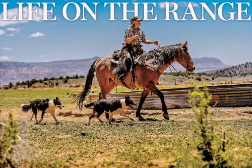 Trent Nelson  |  The Salt Lake Tribune
Tean Finicum rounds up cattle on the range near Tuweep, Arizona , Saturday May 21, 2016.