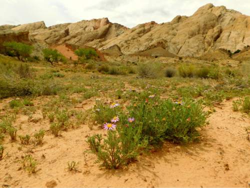 Erin Alberty  |  The Salt Lake Tribune

Wildflowers greet hikers near the wash to the Moonshine Tanks on May 1, 2016, in the San Rafael Swell.