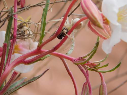 Erin Alberty  |  The Salt Lake Tribune

A white spider carries its prey over a primrose May 1, 2016, in the San Rafael Swell.