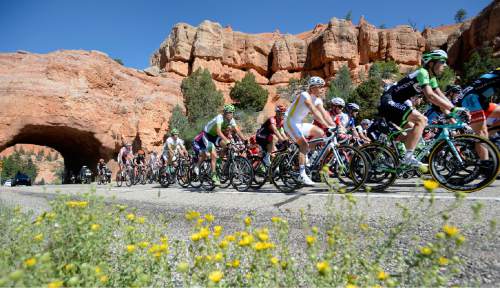 This photo taken  Aug. 5, 2014,  shows the peloton of more than 120 riders passed through the tunnels in Red Canyon during the second stage of the Tour of Utah. Zion National Park says competitors in the Tour of Utah cycling race will ride through the park this year to commemorate the National Parks Service centennial, but they won't race through it and spectators won't be allowed. The decision comes after locals and conservationists bemoaned the idea, saying thousands of spectators will add to the crush of visitors already in Zion and the nearby town of Springdale.  (Al Hartmann  /The Salt Lake Tribune via AP)