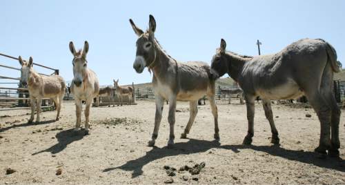 Steve Griffin/The Salt Lake Tribune


Some of the 30 wild burros that the Bureau of Land Management has up for adoption at the Salt Lake Wild Horse & Burro Facility, in Herriman, Utah Friday May 11, 2012. The two-year-old burros can be adopted for $125 apiece during the auction which runs May 11 and 12 and also May 16-19 of next week.