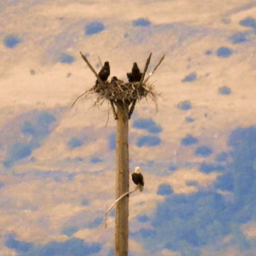 Trent Nelson  |  The Salt Lake Tribune
A bald eagle sites under a trio of eaglets in a nest tower on the southeast edge of the Great Salt Lake, Saturday June 18, 2016.  The Division of Wildlife Resources is hosting field trips to see the family of bald eagles -- two adults and three 9-week-old "eaglets."