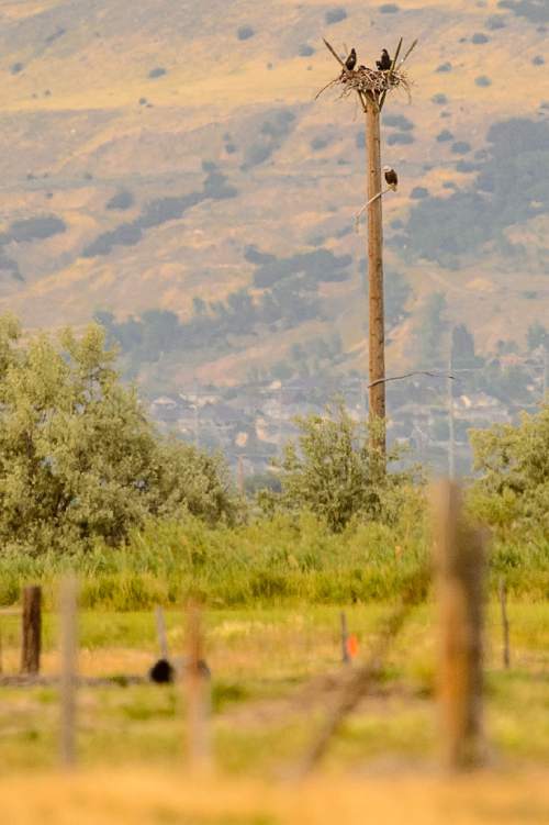 Trent Nelson  |  The Salt Lake Tribune
A bald eagle sits under a trio of eaglets in a nest tower on the southeast edge of the Great Salt Lake, Saturday June 18, 2016. The Division of Wildlife Resources is hosting field trips to see the family of bald eagles -- two adults and three 9-week-old "eaglets."
