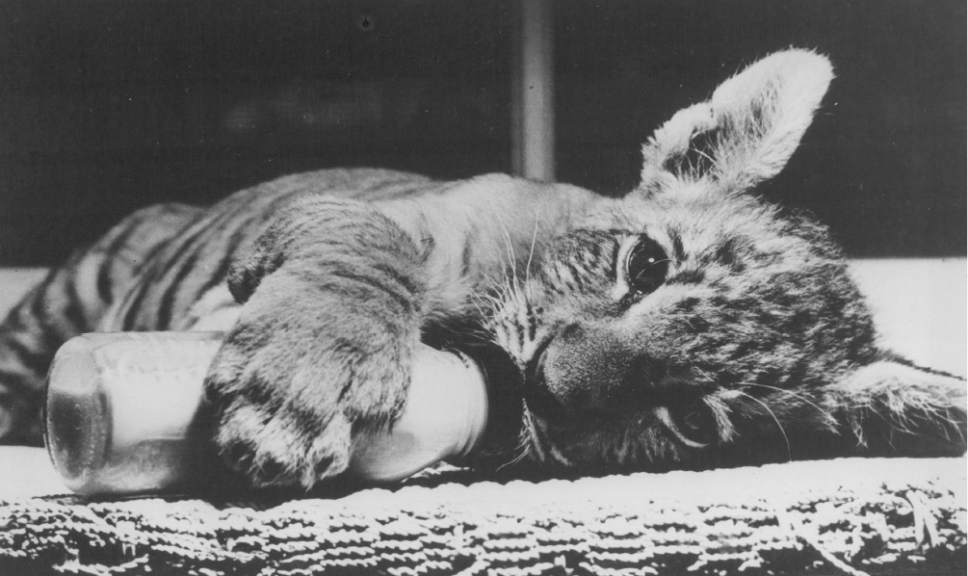 Tribune file photo
Shasta the liger is seen at Salt Lake City's Hogle Zoo in this photo from 1948.