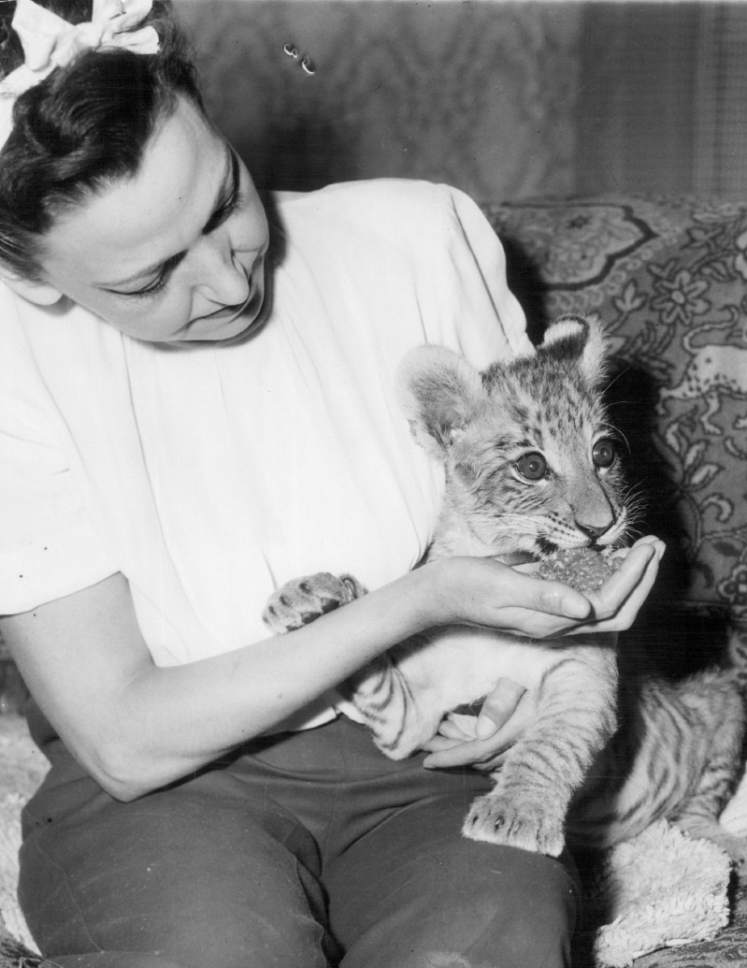 Tribune file photo

Shasta the liger is seen at Salt Lake City's Hogle Zoo in this photo from 1948.