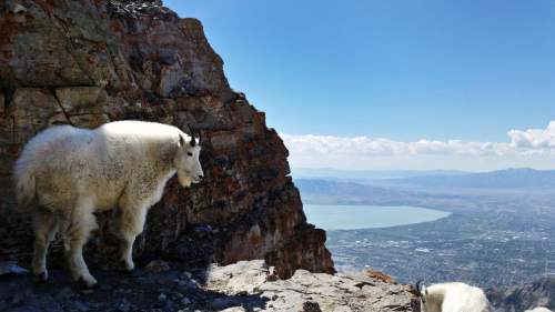 Lennie Mahler  |  The Salt Lake Tribune
Mountain goats navigate rocky terrain near the summit of Mount Timpanogos in Provo, Utah, Tuesday morning, Sept. 17, 2014.
