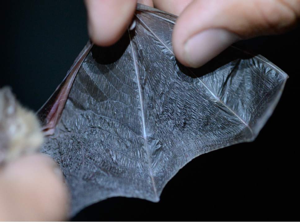 Francisco Kjolseth | The Salt Lake Tribune
The wing of a little brown bat is outstretched to determine its age. The older the bat get, the more cartilage is formed in the knuckle of the wing.