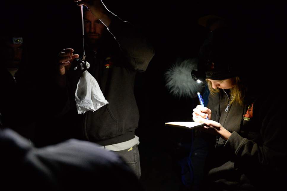 Francisco Kjolseth | The Salt Lake Tribune
Skyler Farnsworth weighs a bat while Jessie Bunkley writes down the details during a recent study. Antelope Island is swarming with insects, making it the perfect place to find bats, which rely on insects as a primary food source. Biologists from the DWR and Antelope Island held the event on Saturday night to teach the public about bats. Using mist nets, they trap and identify bats that feed over the island.
