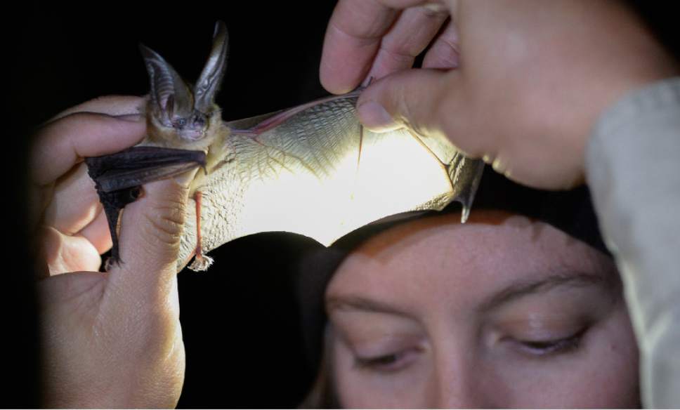 Francisco Kjolseth | The Salt Lake Tribune
A Townsend bat is held up to the light of Jessie Bunkley as a way to determine age by seeing the amount of cartilage in the wing. On Saturday night DNR biologists gathered on Antelope Island to trap bats for a study.