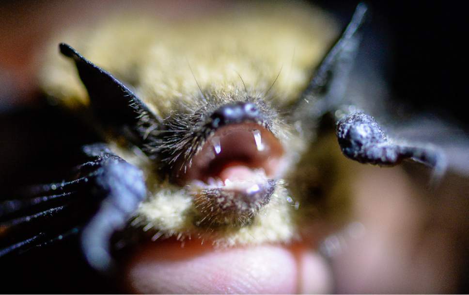 Francisco Kjolseth | The Salt Lake Tribune
A little brown bat reveals its fangs as biologists take down measurements during a recent field study on Antelope Island on Saturday night.