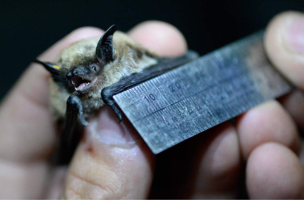 Francisco Kjolseth | The Salt Lake Tribune
A little brown bat is momentarily trapped and measured by DNR biologists during a recent study on Antelope Island.