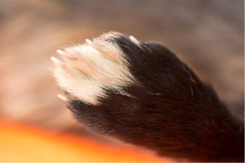 At least one elusive wolverine returned to Utah — before being struck ...