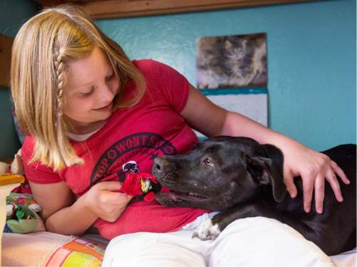 Rick Egan  |  The Salt Lake Tribune

Lydia Petrucka, 10, plays with her dog 3-legged dog, Clover in her room. She will be attending the Amputee Coalition Paddy Rossbach Youth Camp in Clarksville, Ohio next week. Despite the loss of her left leg, she spending time with her dogs and jumping on her trampoline. Saturday, July 2, 2016.