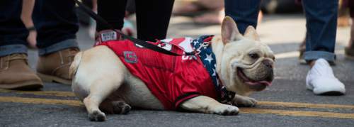 Steve Griffin / The Salt Lake Tribune

Dogs take a breather after walking in the second annual Sugar House Pet Parade sponsored by the Sugar House Chamber of Commerce in Salt Lake City Monday July 4, 2016. Dogs and their families walked 1.3 miles from Sugarhouse Park to 2100 south and Highland Drive kicking off the Fourth of July holiday. A portion of the proceeds went to Best Friends Animal Society.