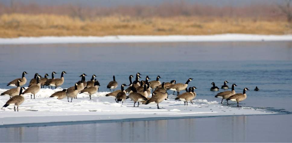 Al Hartmann  |  The Salt Lake Tribune

Canada Geese on a patch of ice on the Bear River.