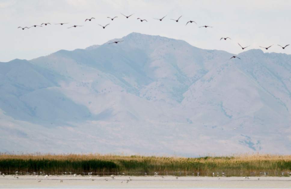 Trent Nelson  |  The Salt Lake Tribune

Double-crested Cormorants fly over the Great Salt Lake in the Bear River Migratory Bird Refuge Wednesday, May 23, 2012.