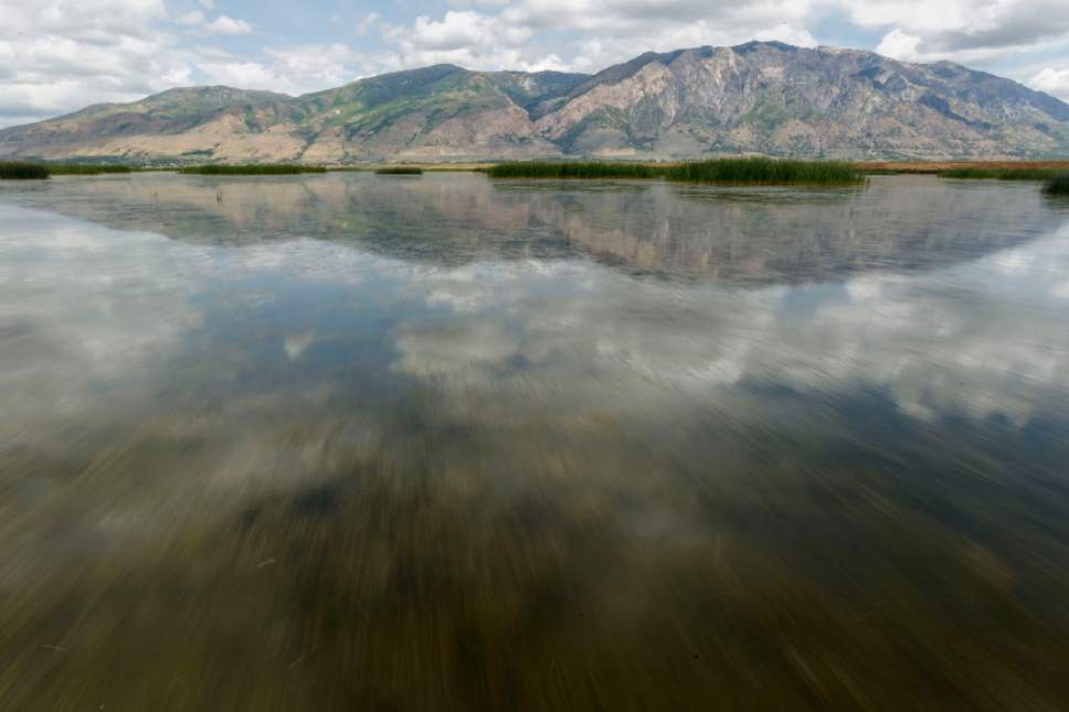 Trent Nelson  |  Tribune file photo

The Bear River Migratory Bird Refuge on Wednesday, May 23, 2012.