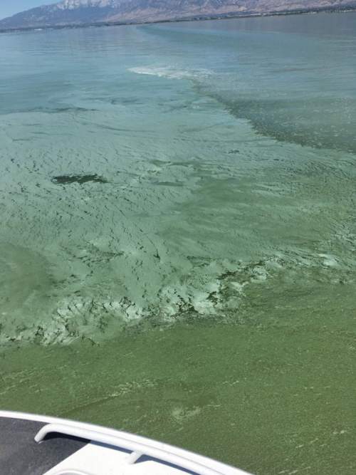 Courtesy of the Utah Department of Environmental Quality and Utah State Parks. 

A large toxic algal bloom is growing on the eastern shore of Utah Lake; people and pets are advised to stay out of the water.