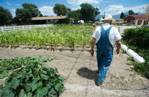 Steve Griffin / The Salt Lake Tribune

Larry Brown walks through his field of crops as he tills some ground at his Taylorsville, Utah home Monday July 18, 2016. Brown built his home in Taylorsville 40 years ago and has been irrigating his fields and pasture land ever since. Today was the first day he hasn't been able to use the canal water because the canal has been shut down due to concerns that the water is contaminated by algae.
