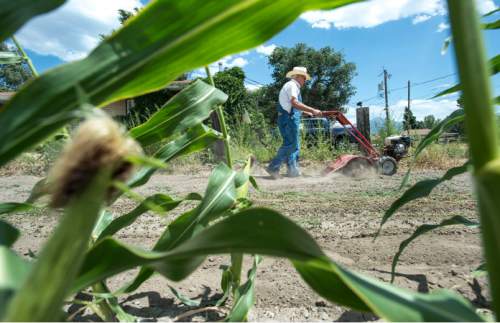Steve Griffin / The Salt Lake Tribune

Larry Brown tills some ground at his Taylorsville, Utah home Monday July 18, 2016. Brown built his home in Taylorsville 40 years ago and has been irrigating his fields and pasture land with canal water ever since. Today was the first day he hasn't been able to use the canal water because the canal has been shut down due to concerns that the water is contaminated by algae.