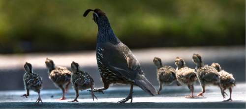 Steve Griffin / The Salt Lake Tribune

A male California leads the way as chicks run to keep up as a family of quail crosses the street in Salt Lake City Wednesday July 20, 2016.
