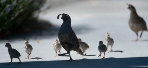 Steve Griffin / The Salt Lake Tribune

A family of California quail runs across the sidewalk as they prepare to cross the street in Salt Lake City Wednesday July 20, 2016.