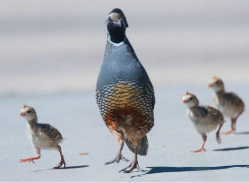 Steve Griffin / The Salt Lake Tribune

A male California leads the way as chicks run to keep up as a family of quail prepares to cross the street in Salt Lake City Wednesday July 20, 2016.