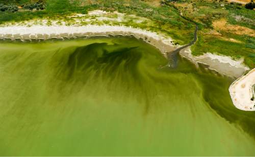 Rick Egan  |  The Salt Lake Tribune
Water in Utah Lake near the Lindon Marina is discolored last week.