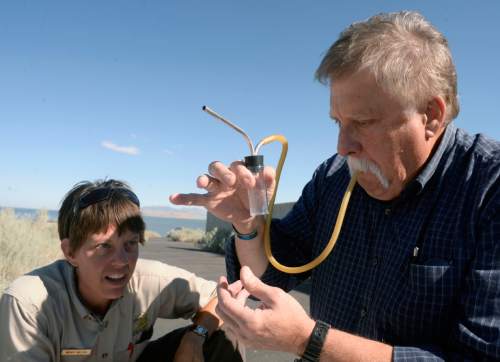 Al Hartmann  |  The Salt Lake Tribune 
Wendy Wilson, Assistant Park Manager at Antelope Island State Park looks on with concern or incredulity as Tribune's Robert Kirby tries to get the hang of sucking up tiny spiders with a medical aspirator device during a spider hunt. Kirby calls it the "spider bong." The first attempt sucking up spiders he used the wrong end of the "spider bong" and one ended up in his mouth.  Good thing it wasn't the poisonous kind. He actually got one here in the container instead of his mouth. The fourth-annual SpiderFest at Antelope Island will be a chance to learn,and get up close and personal with some arachnids.