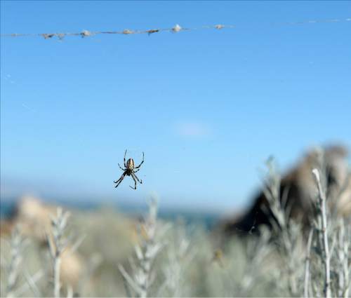 Al Hartmann  |  The Salt Lake Tribune 
A Western Spotted Orb Weaver spider hangs in its web just outside the visitors center at Antelope Island State Park.  Not to worry, they aren't poisonous.  They are everywhere in the vegetation and rocks when you start to look. The fourth-annual SpiderFest at Antelope Island will be a chance to learn and get up close and personal with some arachnids.