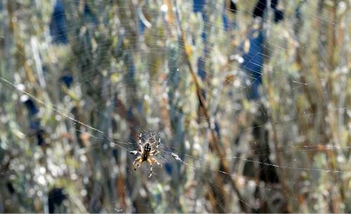 Al Hartmann  |  The Salt Lake Tribune 
A Western Spotted Orb Weaver spider hangs in its web just outside the visitors center at Antelope Island State Park.  Not to worry, they aren't poisonous.  They are everywhere in the vegetation and rocks when you start to look. The fourth-annual SpiderFest at Antelope Island will be a chance to learn and get up close and personal with some arachnids.