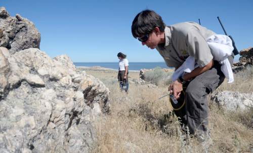 Al Hartmann  |  The Salt Lake Tribune 
Antelope Island Sate Park ranger-naturalist, Charity Owens, left, and Wendy Wilson, Assistant Park Manager, go on a spider hunt looking for Western Spotted Orb Weaver spiders just outside the vistors center. They actually found them everywhere in the vegetation and rocks. The fourth-annual SpiderFest at Antelope Island will be a chance to learn,and get up close and personal with some arachnids.