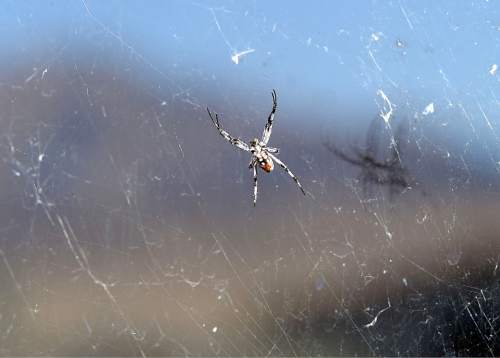 Al Hartmann  |  The Salt Lake Tribune 
A Western Spotted Orb Weaver spider hangs in its web outside window at the visitors center at Antelope Island State Park.  Not to worry, they aren't poisonous.  They are everywhere in the vegetation and rocks when you start to look. The fourth-annual SpiderFest at Antelope Island will be a chance to learn and get up close and personal with some arachnids.