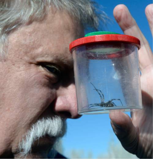 Al Hartmann  |  The Salt Lake Tribune 
Robert Kirby, eyeballs a Western Spotted Orb Weaver spider caught on a spider hunt just outside the visitors center at Antelope Island State Park.  Not to worry, they aren't poisonous.  They are everywhere in the vegetation and rocks when you start to look. The fourth-annual SpiderFest at Antelope Island will be a chance to learn and get up close and personal with some arachnids.