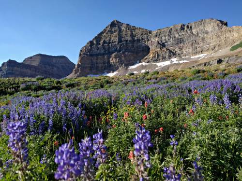 Lennie Mahler  |  The Salt Lake Tribune

Wildflowers in bloom on Mount Timpanogos on Sunday morning, July 24, 2016.
