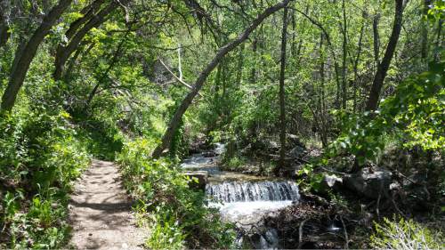 Jessica Miller  |  The Salt Lake Tribune

Strong's Canyon trail in Ogden.