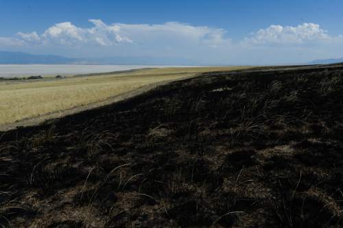 Francisco Kjolseth | The Salt Lake Tribune
A stark contrast is seen along the fire line on Antelope Island after more than half of the Great Salt Lake's Island burned. The lightning-sparked wildfire was declared out on Tuesday, July 26, 2016. No wildlife losses were reported.