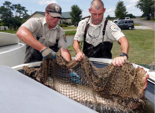 In this July 6, 2016 photo, U.S. Fish and Wildlife Service fish biologist Daniel Schwarz, left, maintenance mechanic Ronnie Schutkesting, release an alligator gar in a special transportation tank at the Private John Allen National Fish Hatchery in Tupelo, Miss. Several male and female adult alligator gar are captured in fresh water lakes and rivers and are brought to the facility so they can lay and fertilize the eggs as biologists and environmentalists are working to reintroduce the once-reviled alligator gar as a weapon against the invasive Asian carp. The gar are later returned to the wild. (AP Photo/Rogelio V. Solis)