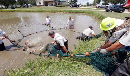 In this July 6, 2016 photo, U.S. Fish and Wildlife Service personnel struggle with the nets as adult alligator gar try to escape as their small pond is seined at the Private John Allen National Fish Hatchery in Tupelo, Miss. Several male and female adult alligator gar are captured in fresh water lakes and rivers and are brought to the facility so they can lay and fertilize the eggs as biologists and environmentalists are working to reintroduce the once-reviled alligator gar as a weapon against the invasive Asian carp. The gar are later hand caught and returned to the wild. (AP Photo/Rogelio V. Solis)